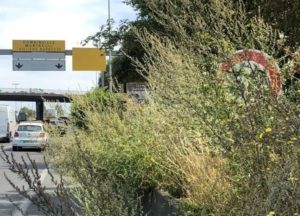 radar-vegetation-avocat-permis-conduire-dehan-schinazi